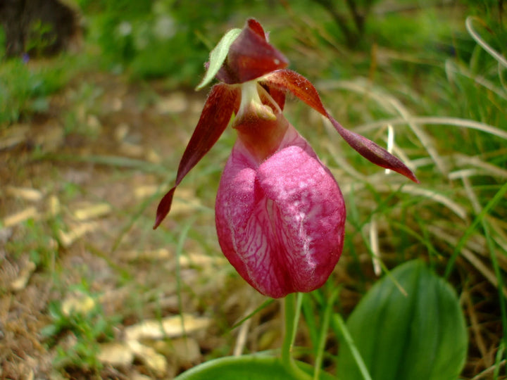 Pink Cypripedium Acaule blomsterfrø til plantning - 100 stk