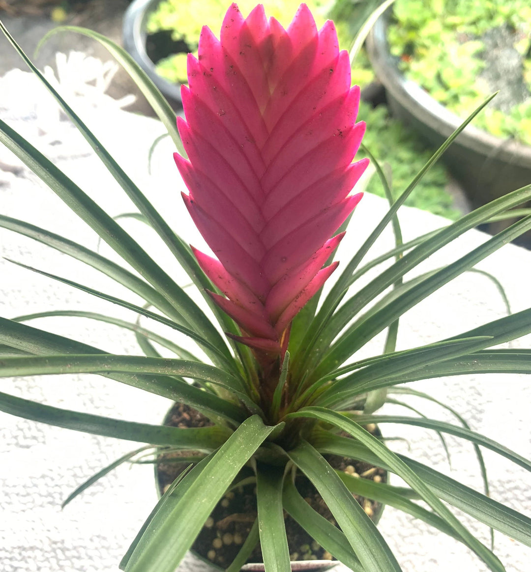 Heirloom Non-GMO Tillandsia Cyanea Flower Seeds for Planting – Pink Quill Air Plant Blooms