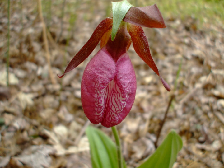 Pink Lady's Slipper Blomsterfrø til udplantning 100 stk