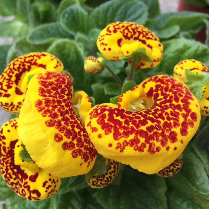 Gul Rød Calceolaria Blomsterfrø til udplantning, 100 stk