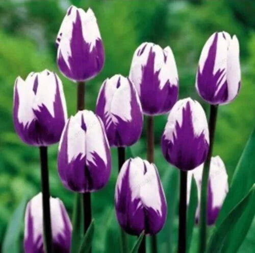 Tulip Flower Seeds White Purple for Planting, 100 pcs