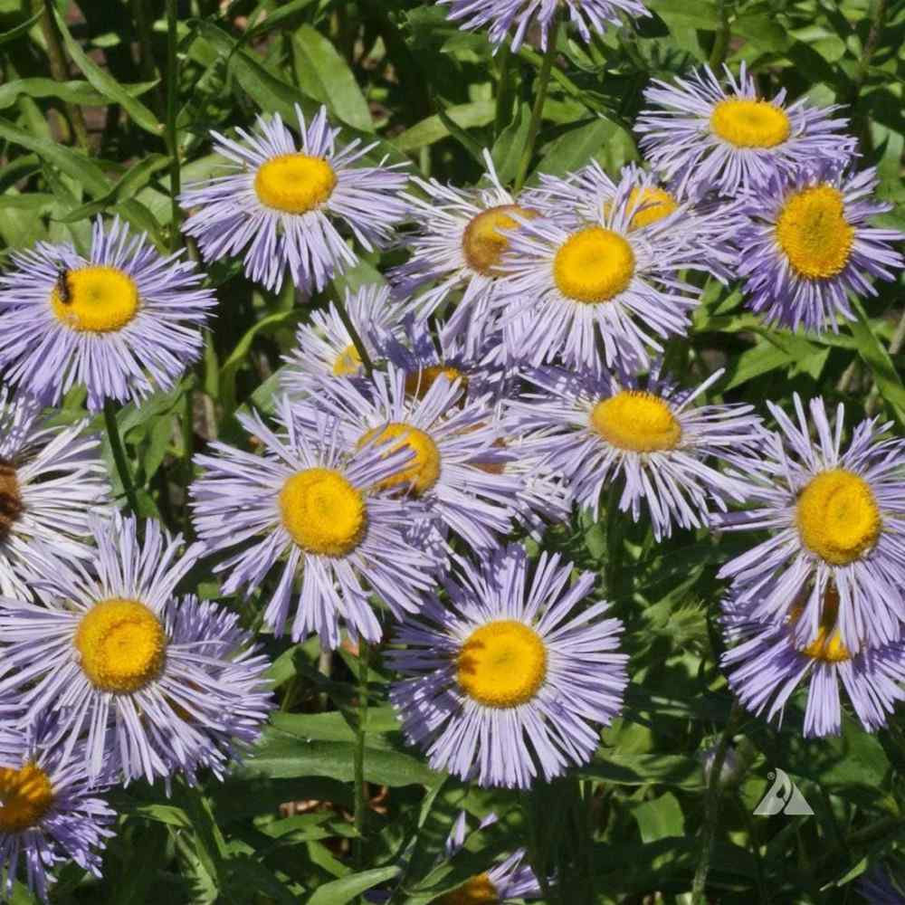 Purple Yellow Erigeron Flower Seeds for Planting - 100 pcs