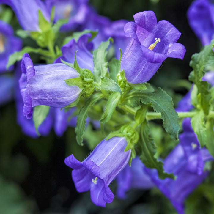 Violet Canterbury Bells Flower Seeds for Planting – Heirloom Non-GMO Garden Seeds