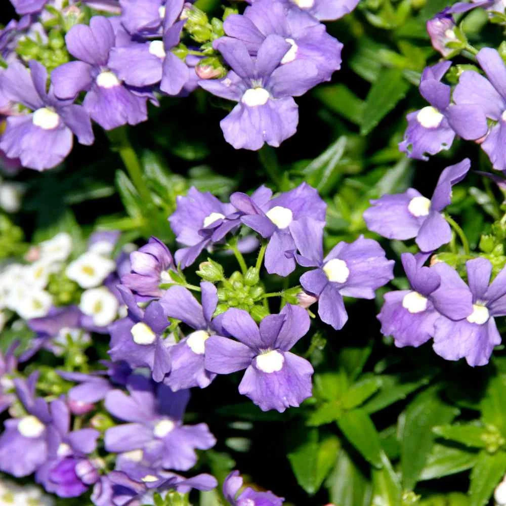 neesia altissima Nemesia Strumosa Purple Seeds for Planting – Organic, Heirloom, Non-GM – Neeraseeds