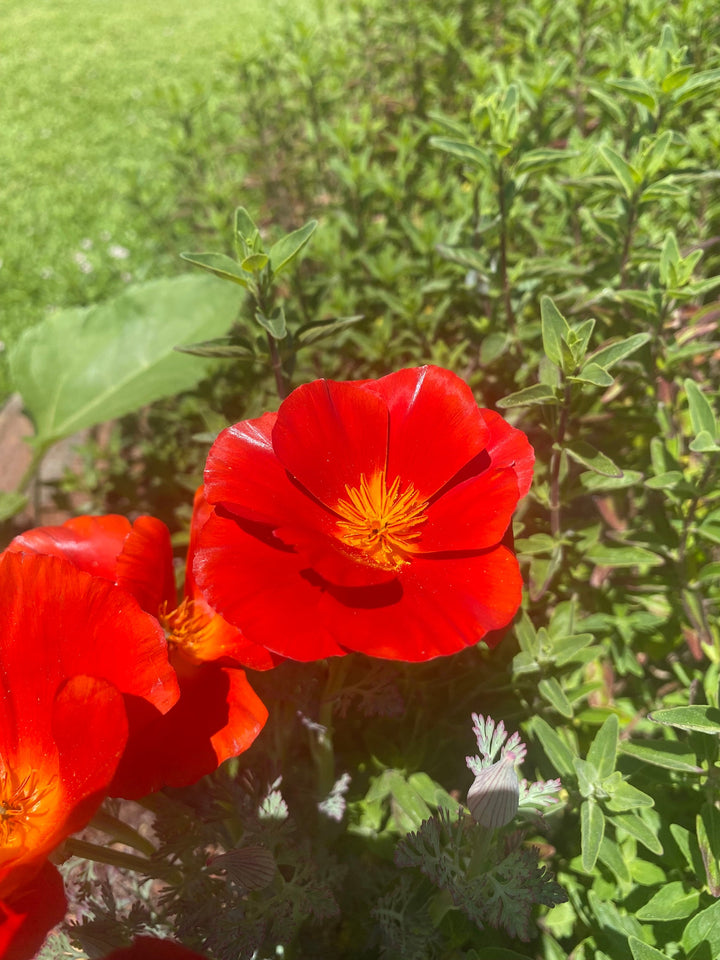 Red Eschscholtzia Flower Seeds for Planting – Heirloom, Non-GMO, High Germination Organic Garden Seeds