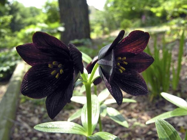 Chocolate Lilly Flower Seeds for Planting - 100 pcs