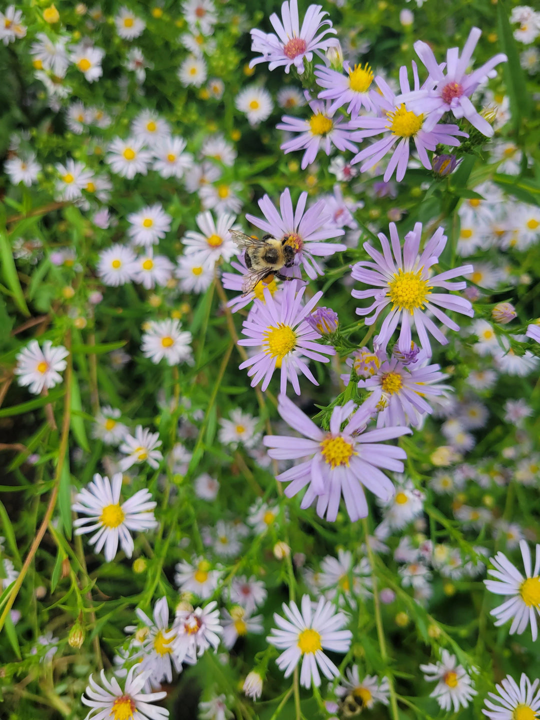 Heirloom Climbing Aster Flower Seeds for Planting - Non-GMO, High Germination Organic Perennial Garden Seeds