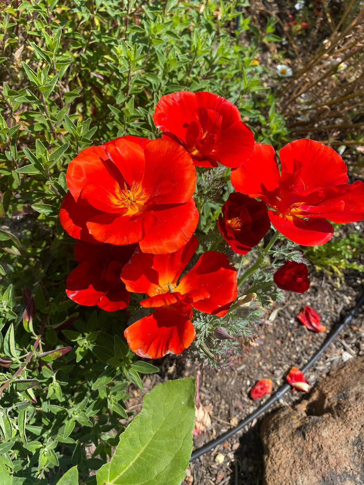 Red Eschscholtzia Flower Seeds for Planting – Heirloom, Non-GMO, High Germination Organic Garden Seeds