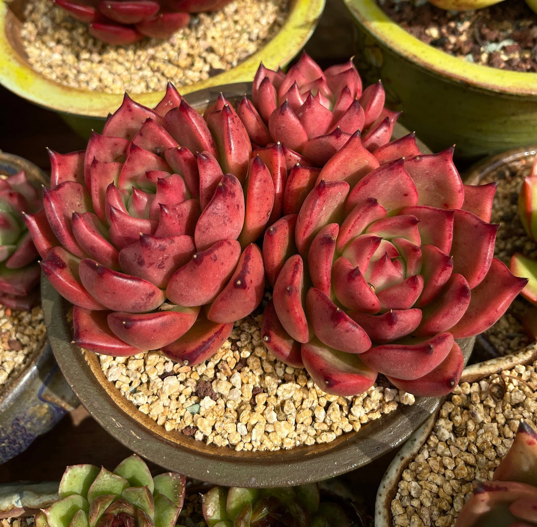 dark red succulent plant Dark Red Succulent Flower Seeds – Heirloom, Non-GMO, High Germination Drought-Tolerant Seeds for Planting