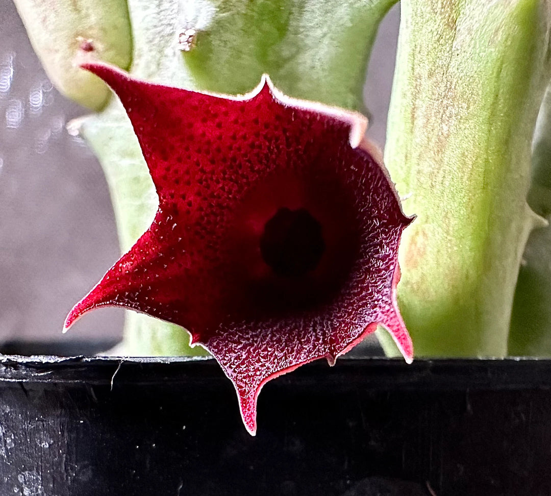 Huernia Keniensis Flower Seeds for Planting, 100 pcs