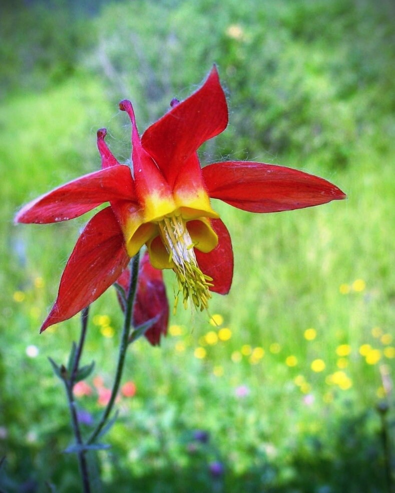 canadian columbine flower seeds