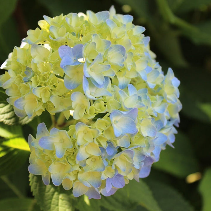 Organic Blue Yellow Hydrangea Flower Seeds – Heirloom Non-GMO High Germination Seeds for Planting Garden Blooms