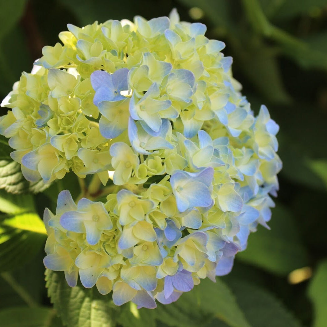blue yellow flower seeds