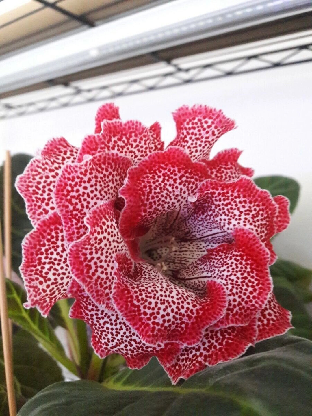 Friske Gloxinia blomsterfrø til udplantning, Pink 100 stk