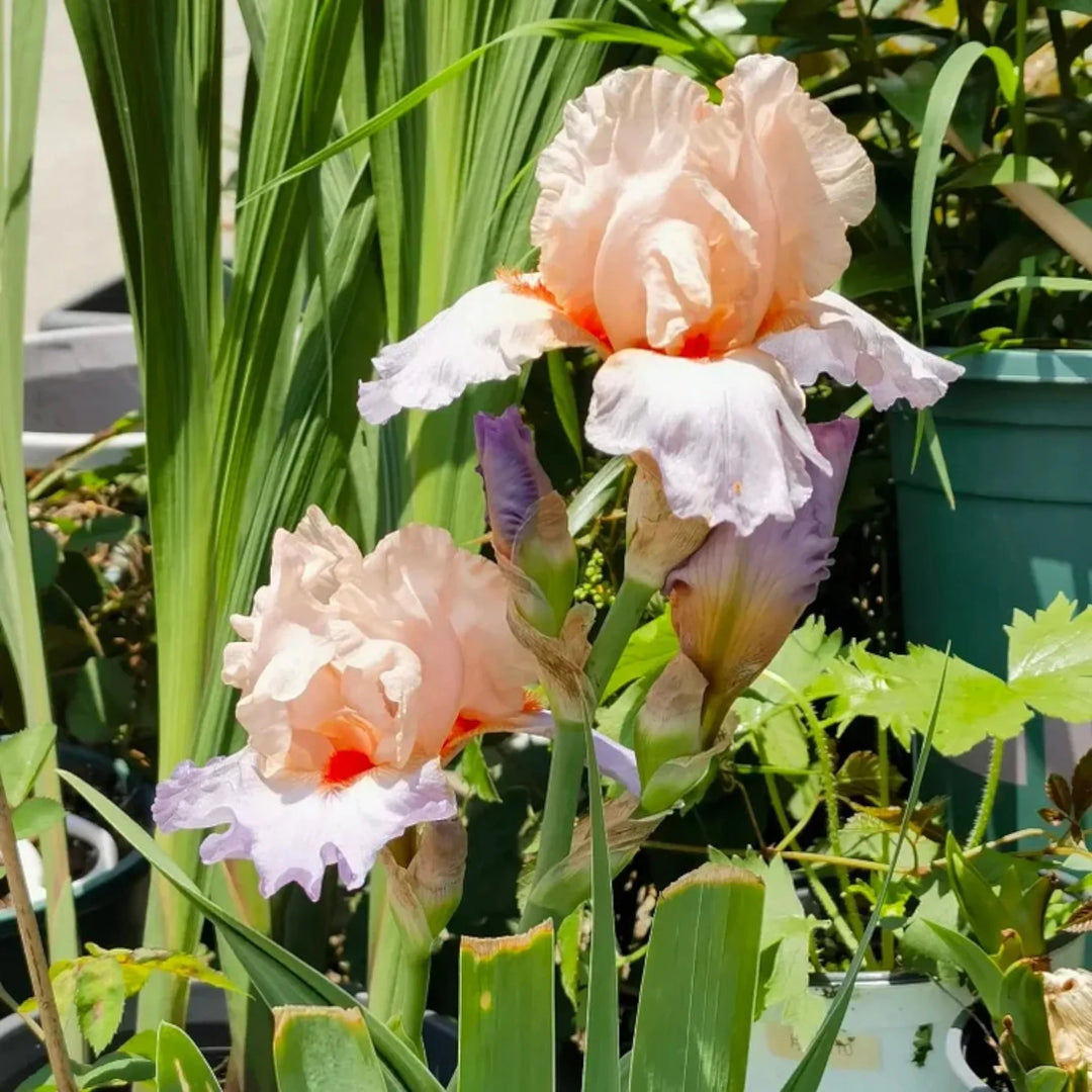 Pink Hvid Germanica Blomsterfrø til udplantning - 100 stk