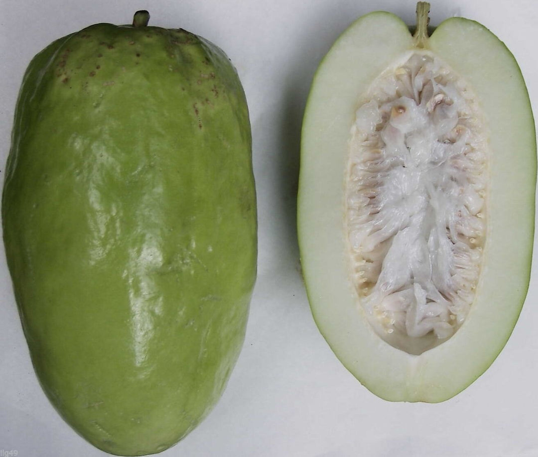 Giant Passiflora Granadilla Fruit Seeds for Planting – Heirloom, Non-GMO, High Germination Organic Garden Seeds for Unusual, Sweet Fruits