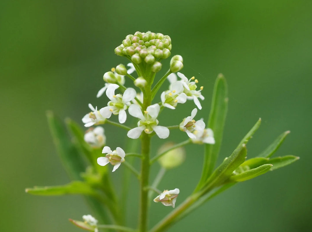 Lepidium Virginicum Blomsterfrø til udplantning 100 stk