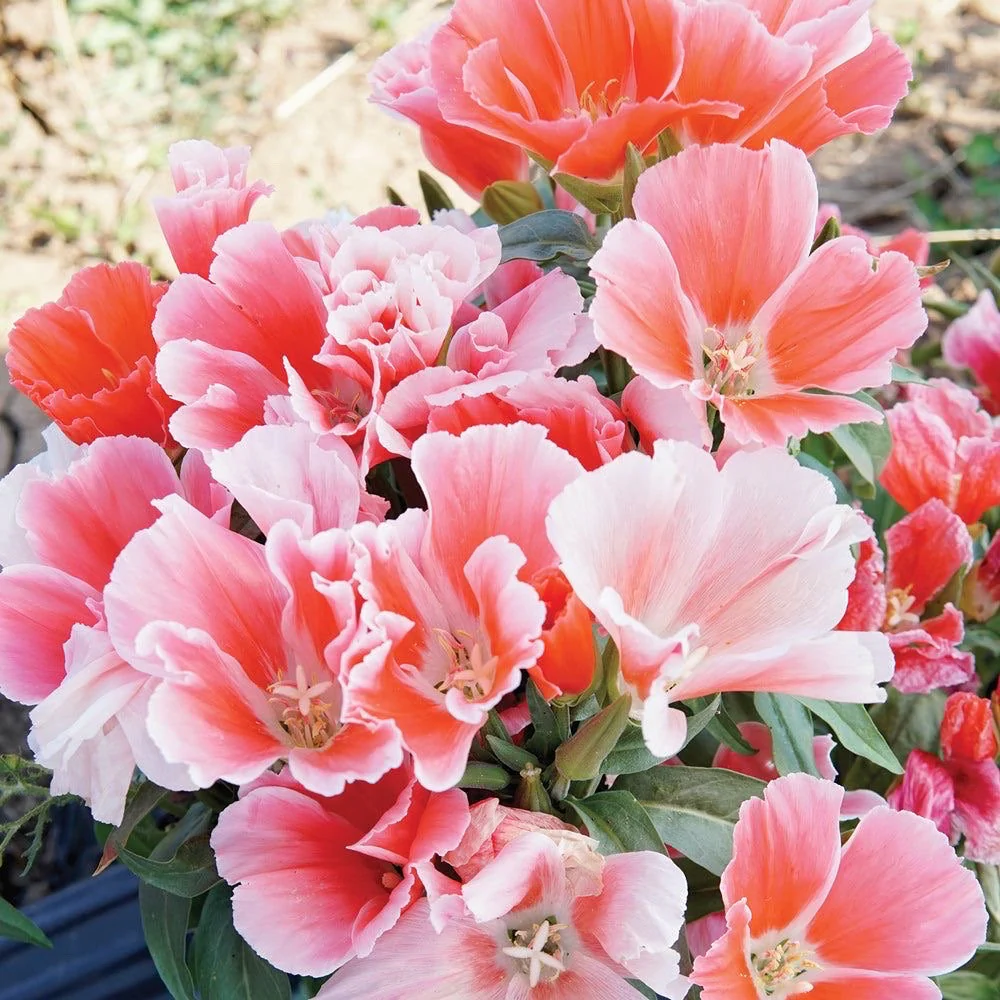 monarch mix flower seeds