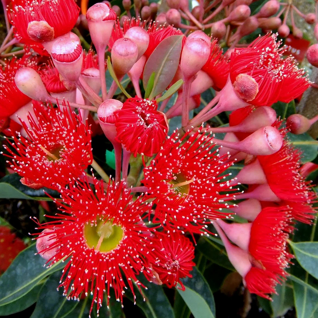organic ficifolia flower seeds