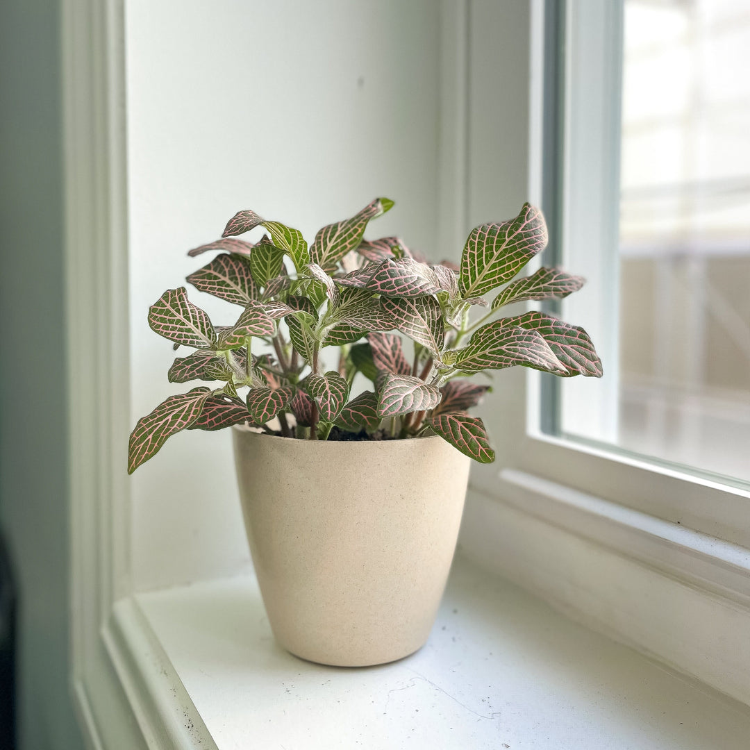 Fittonia Verschaffeltii Grøn Pink Plantefrø til udplantning 100 stk