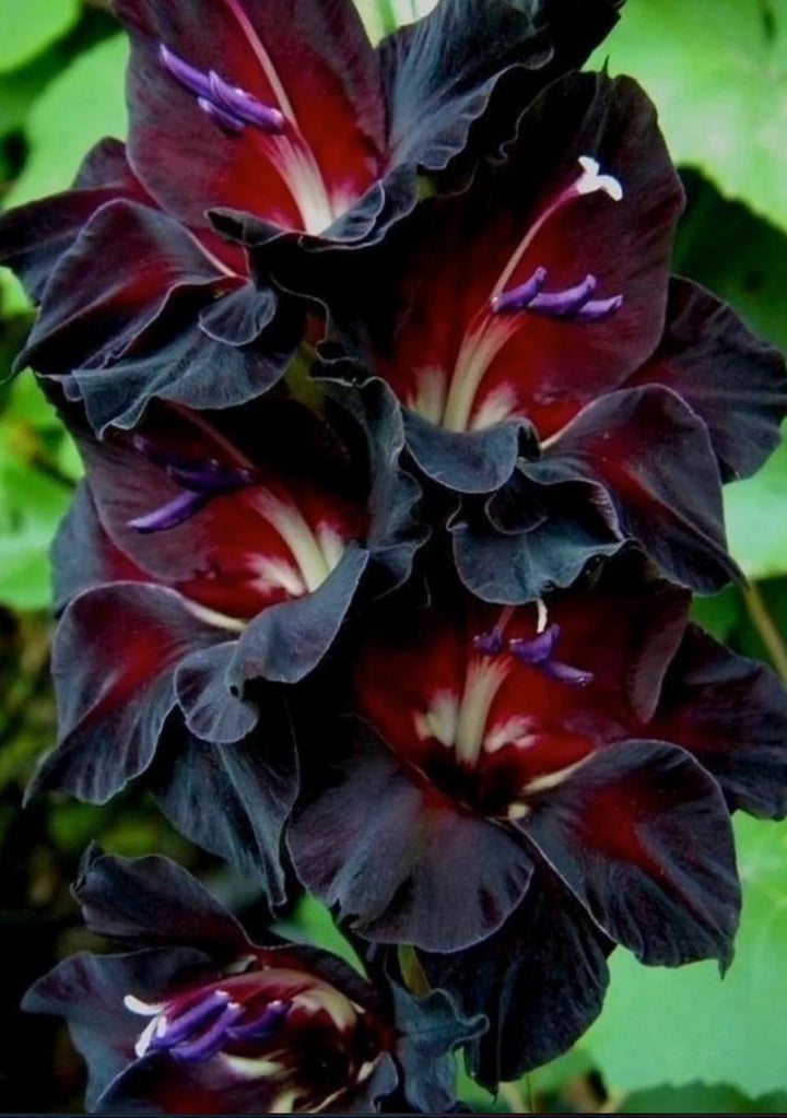 Black Gladiolus Flower Seeds for Planting - 100 pcs