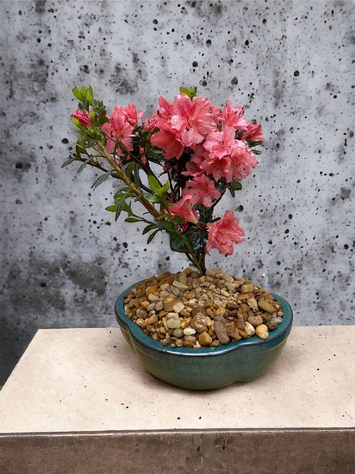 Orange Azalea Rhododendron Simsii Seeds for Planting – Heirloom, Non-GMO, High Germination Bonsai Flower Seeds