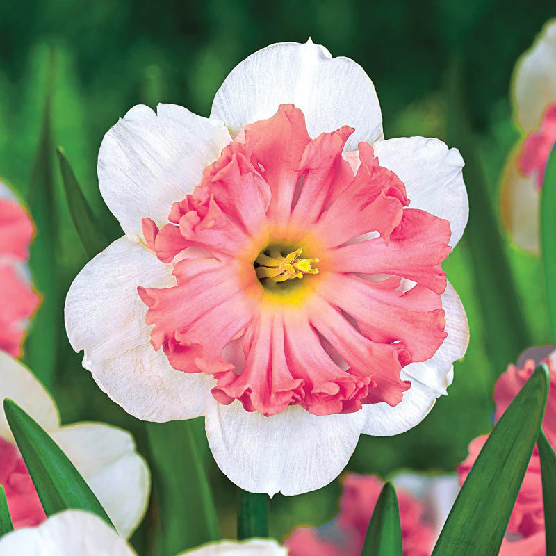 pink white flower seeds