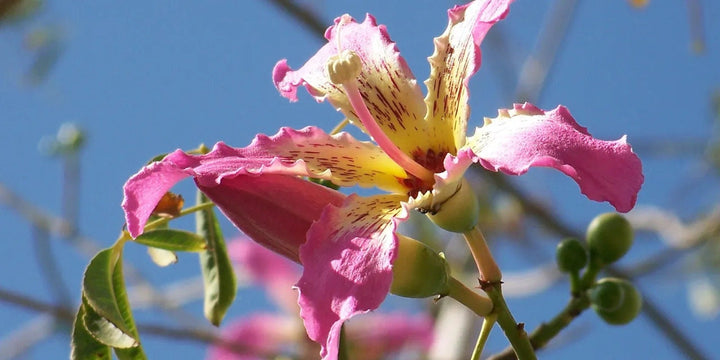 Chorisia Insignis Blomsterfrø til udplantning, 100 stk