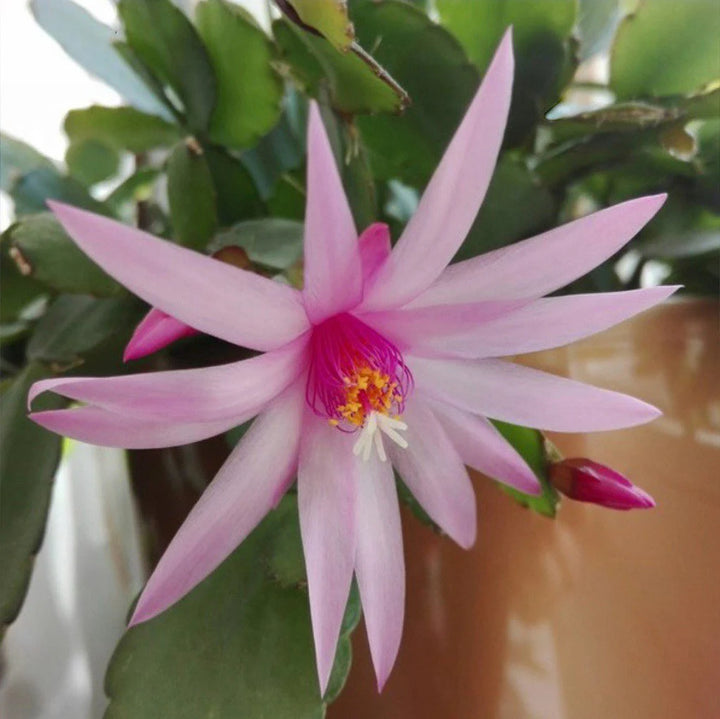 Light Pink Zygocactus Truncatus Flower Seeds for Planting - Non-GMO, Heirloom Garden Seeds