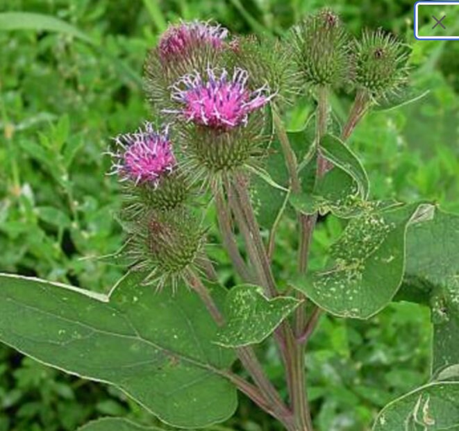 Pink Arctium Lappa Plantefrø til udplantning, 100 stk