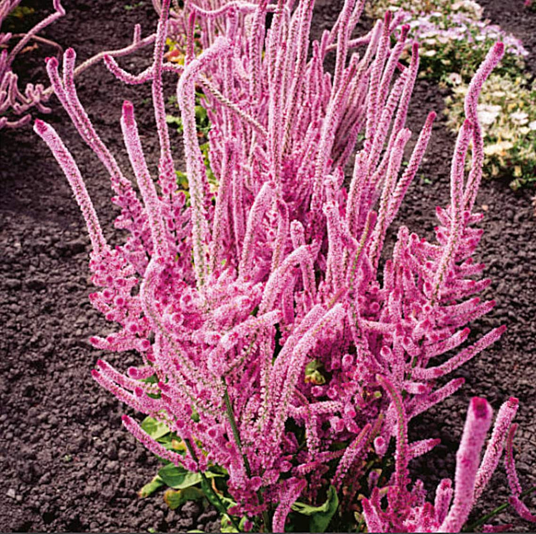 sea lavender seeds Limonium Suworowii Seeds – Heirloom Non-GMO – Neeraseeds