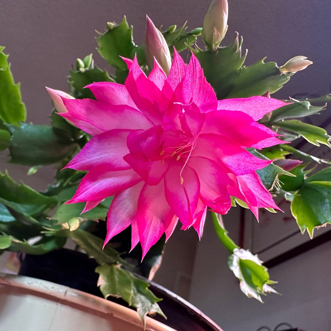 purple schlumbergera flower seeds