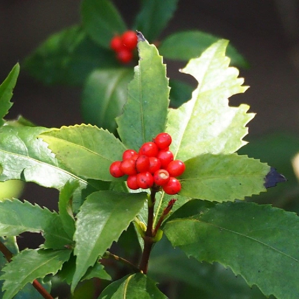 sarcandra glabra flower seeds