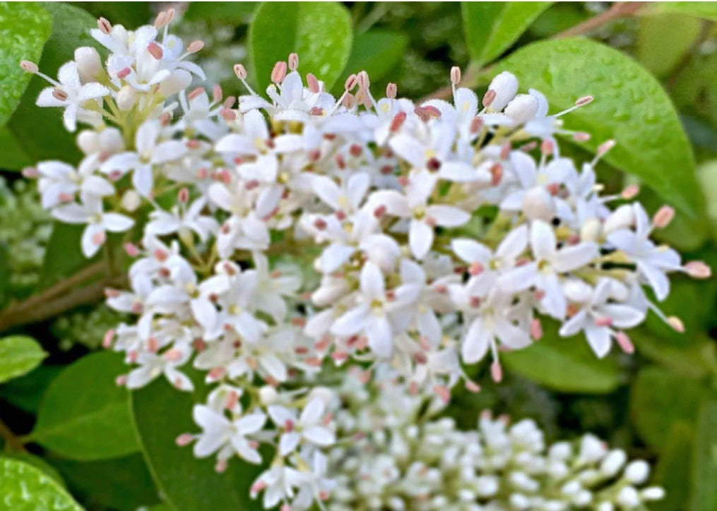 Hvide Ligustrum Blomsterfrø til udplantning - 100 stk