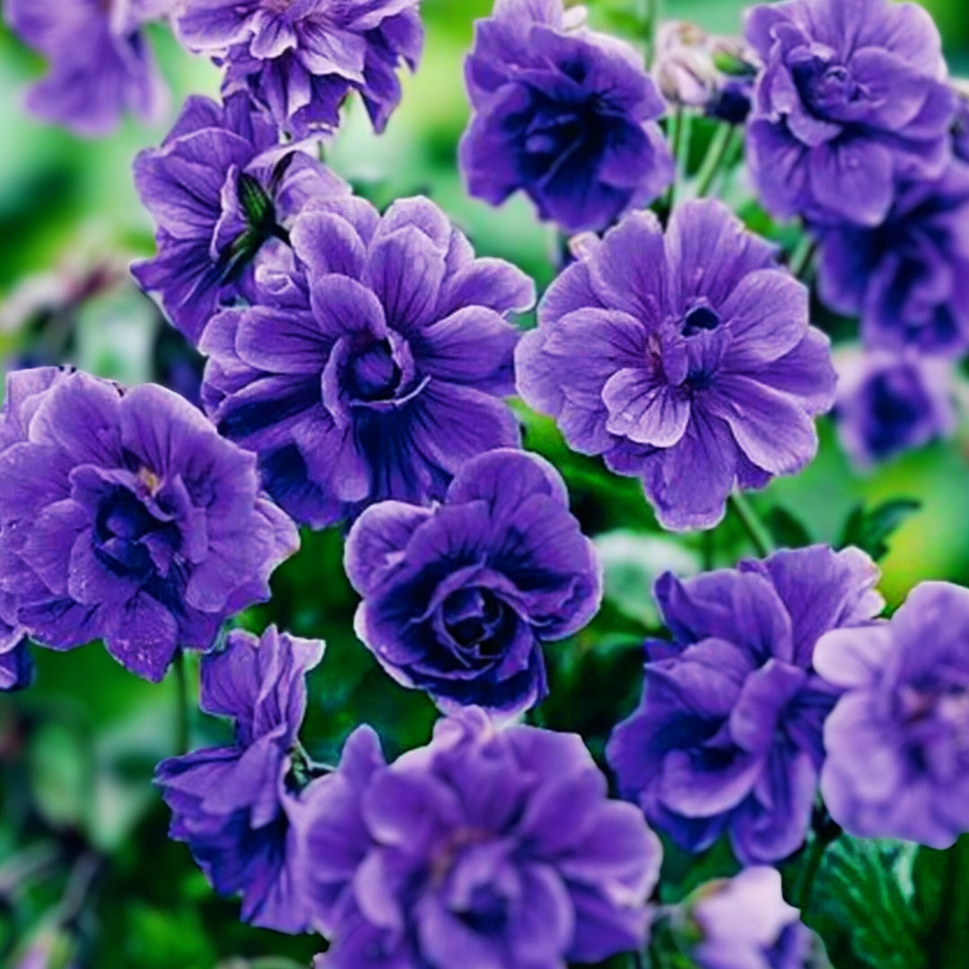 Sky Blue Univalve Geranium Flower Seeds for Planting – Heirloom Non-GMO High Germination Unique Garden Blooms