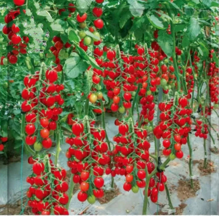 Klatring eller vandfald tomatfrø til plantning - 100 stk