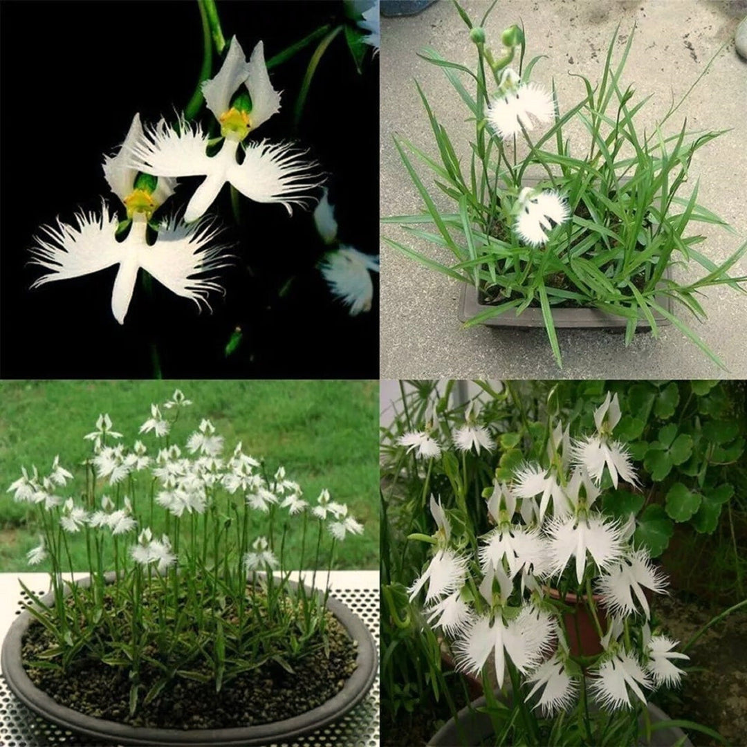 white japanese flower seeds