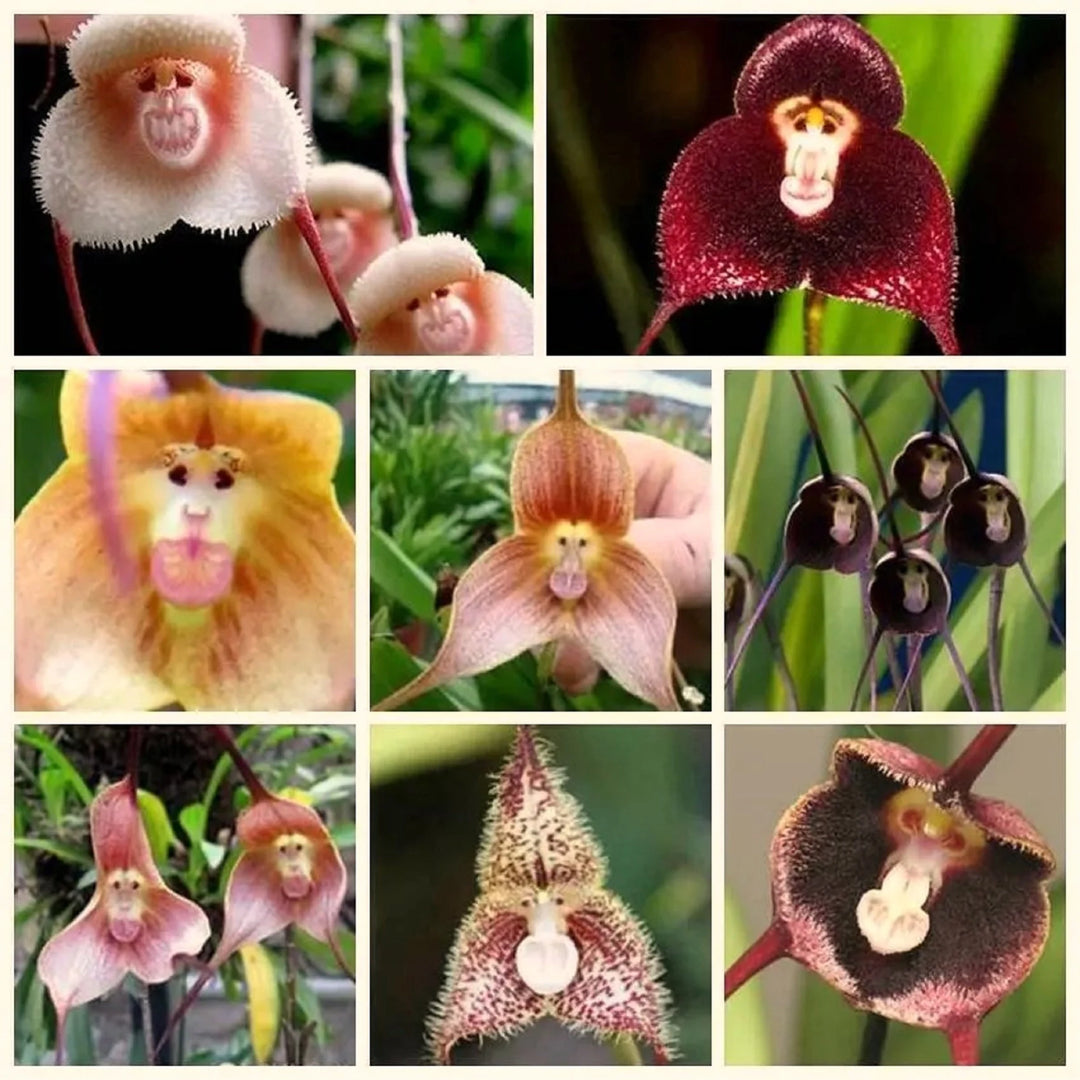 Mixed Monkey Face Orchid Flower Seeds for Planting - Ideal for Home Garden Seeds, Heirloom Seeds