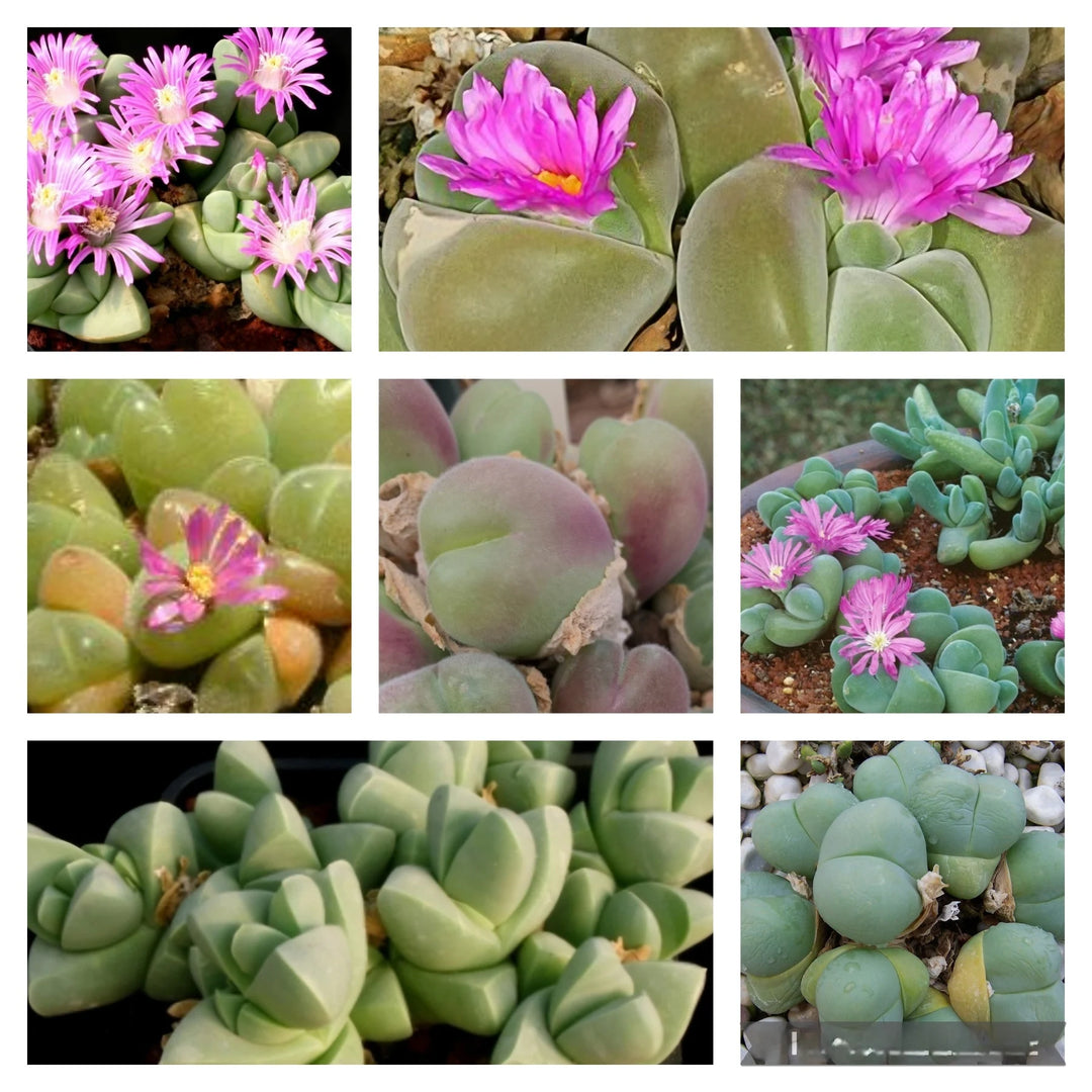 Blandede Gibbaeum plantefrø til udplantning - 100 stk