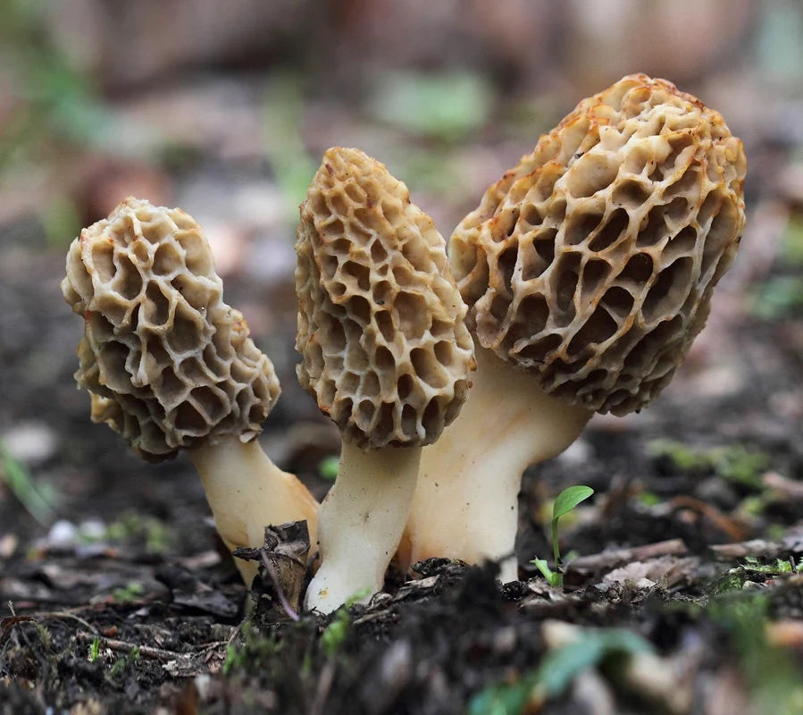 Morel Mushroom Seeds for Planting Cream - 100 pcs