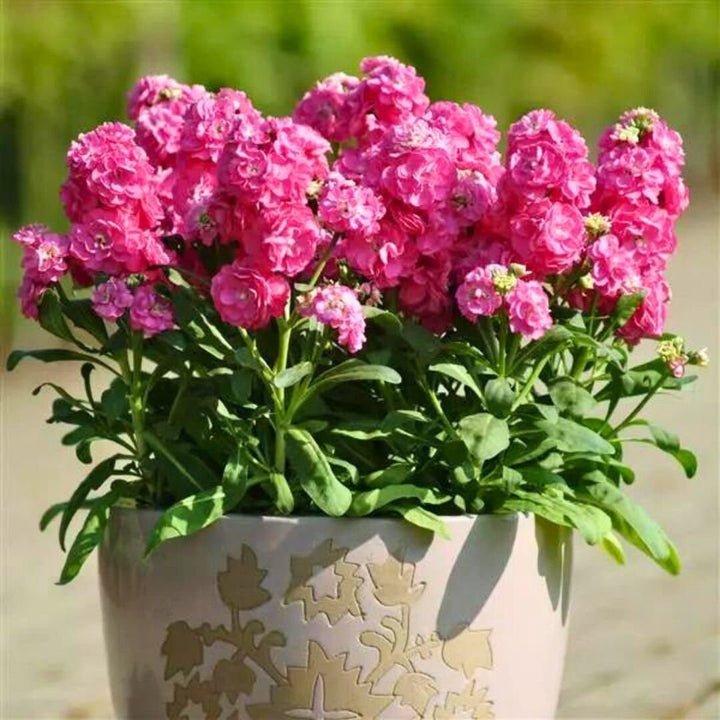 Pink Matthiola Incana Flower Seeds for Planting – Heirloom, Non-GMO, High Germination Organic Garden Seeds
