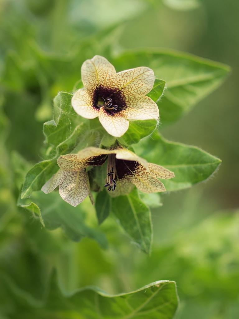 Cream Henbane Flower Seeds for Planting, 100 pcs