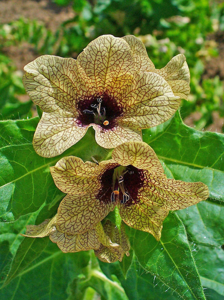 Cream Henbane Flower Seeds for Planting, 100 pcs