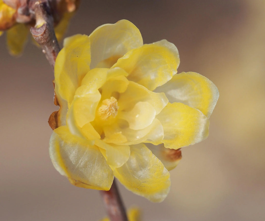 Yellow Chimonanthus Flower Seeds for Planting, 100 pcs