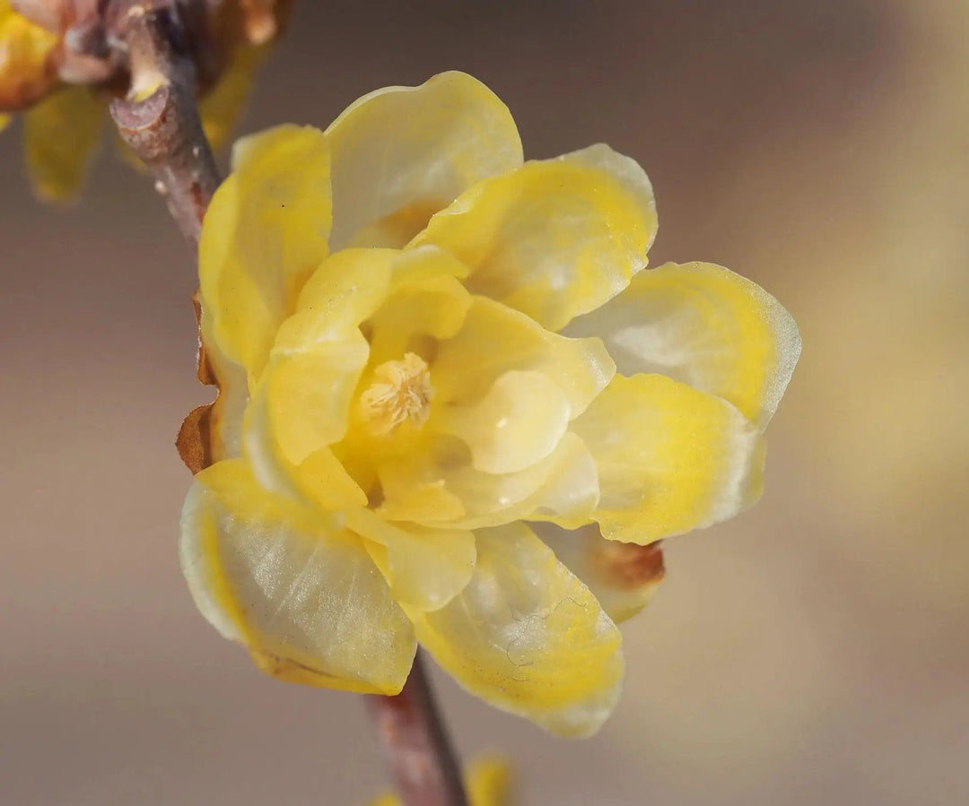yellow chimonanthus flower seeds