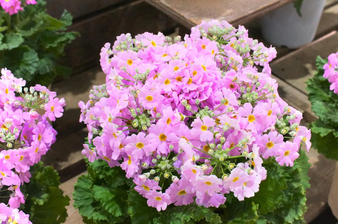 Pink Primula Malacoides Flower Seeds for Planting - 100 pcs