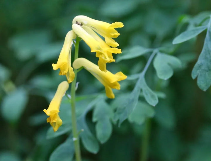 Corydalis Lutea Flower Seeds – Heirloom, Non-GMO, High Germination Organic Garden Seeds for Planting