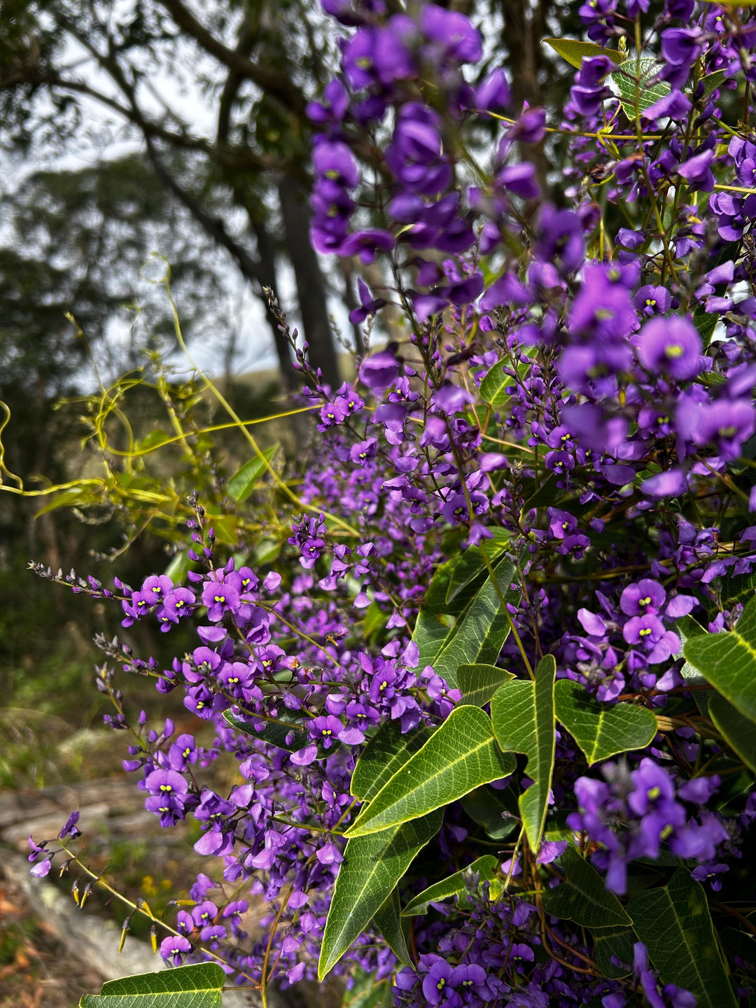 Heirloom Hardenbergia Flower Seeds – Non-GMO Climbing Vine Seeds for Planting, High Germination Colorful Garden Blooms