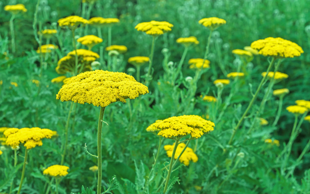 Yarrow Flower Seeds for Planting ,Heirloom Seeds -100 pcs