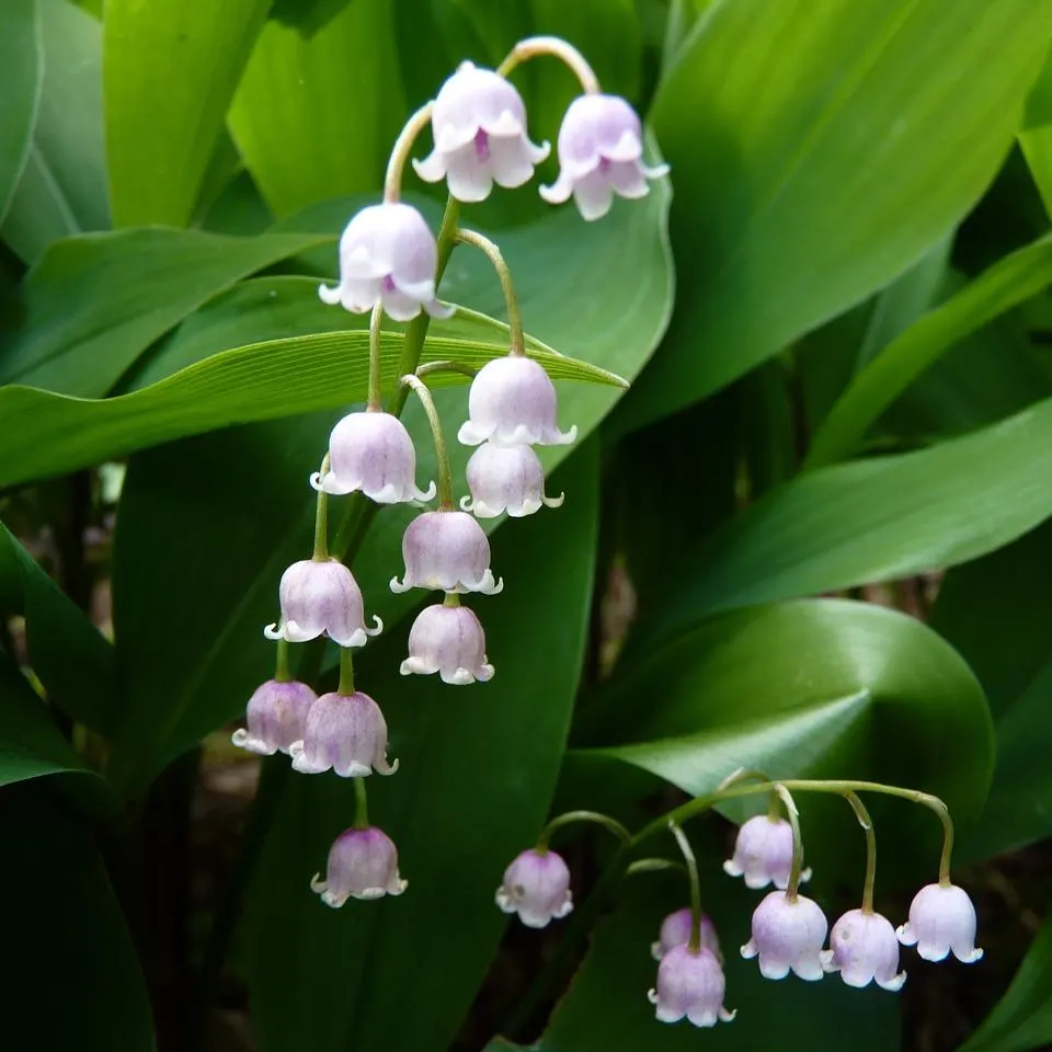 pink rare flower seeds
